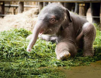 Elefantennachwuchs im Berliner Zoo
