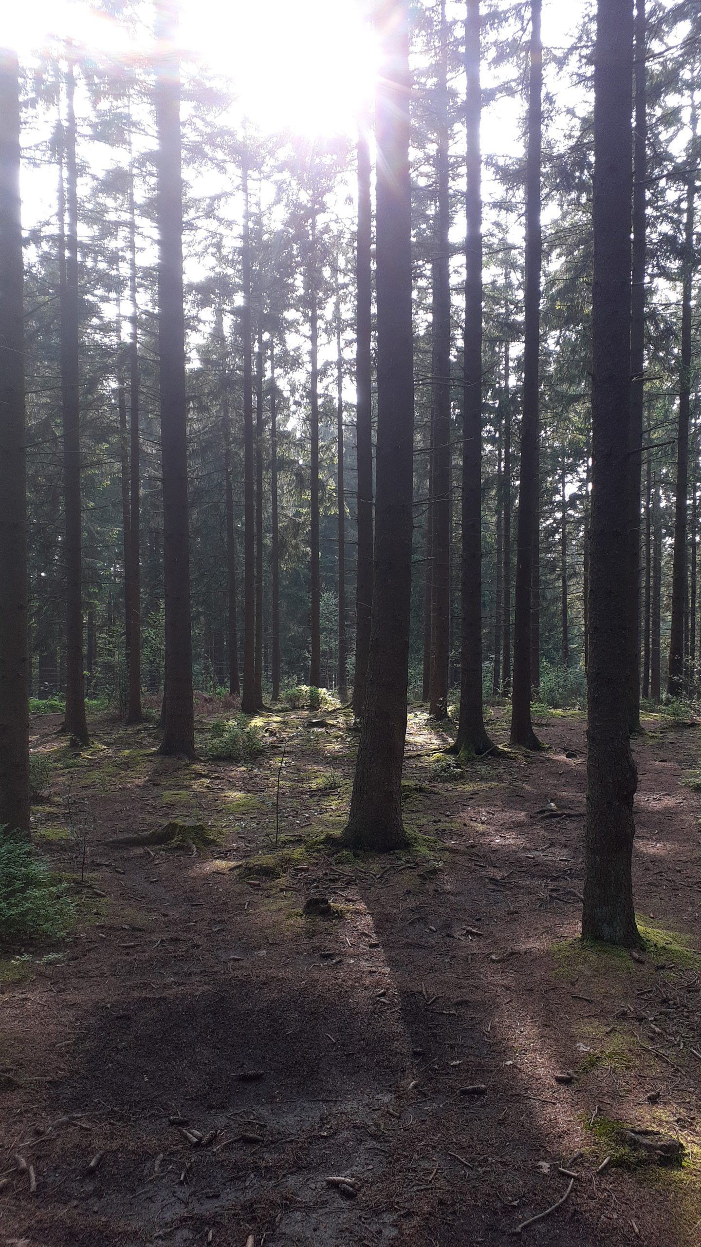 Wandern im Wald immer beliebter