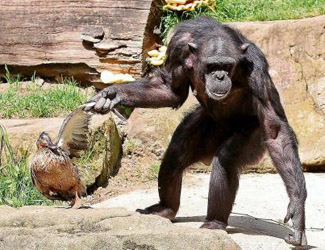 So ein Affentheater – Schimpansin schleppt Enten-Dame ab