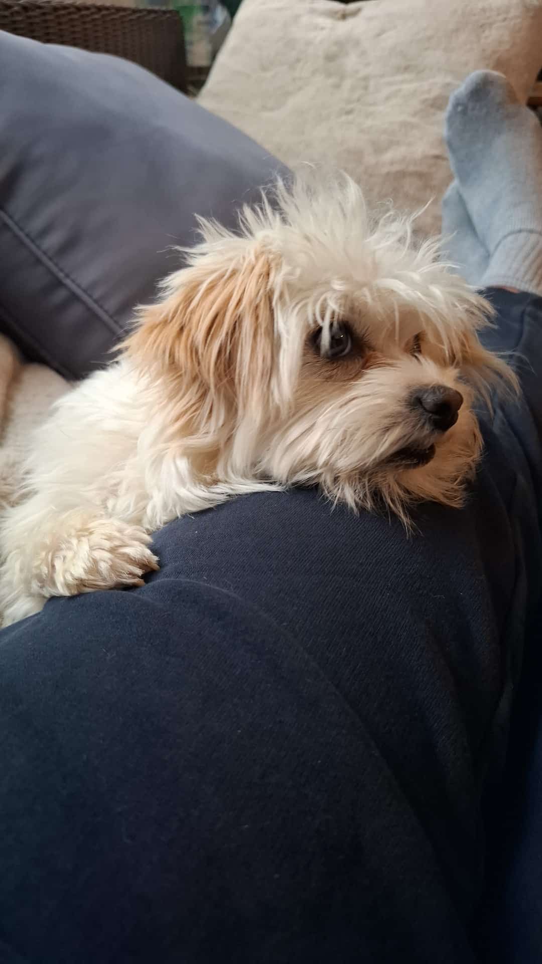 Warum kleine süße Hunde uns so unfassbar glücklich machen 🐶✨