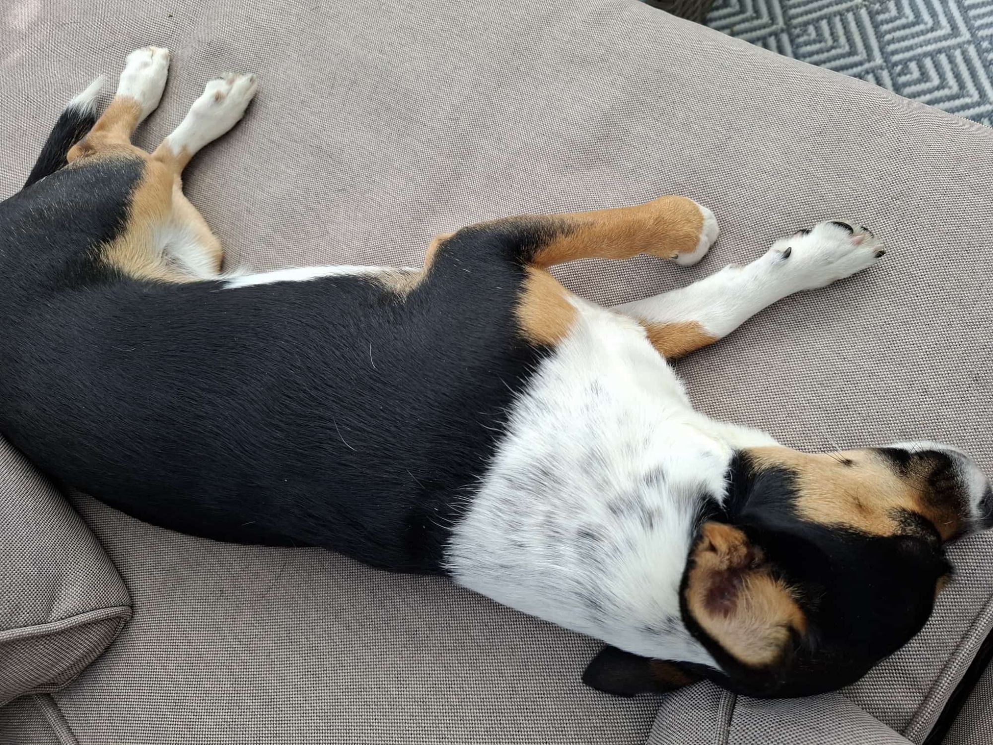 Warum Hunde schlafen, als hätten sie einen Vertrag mit dem Sandmännchen