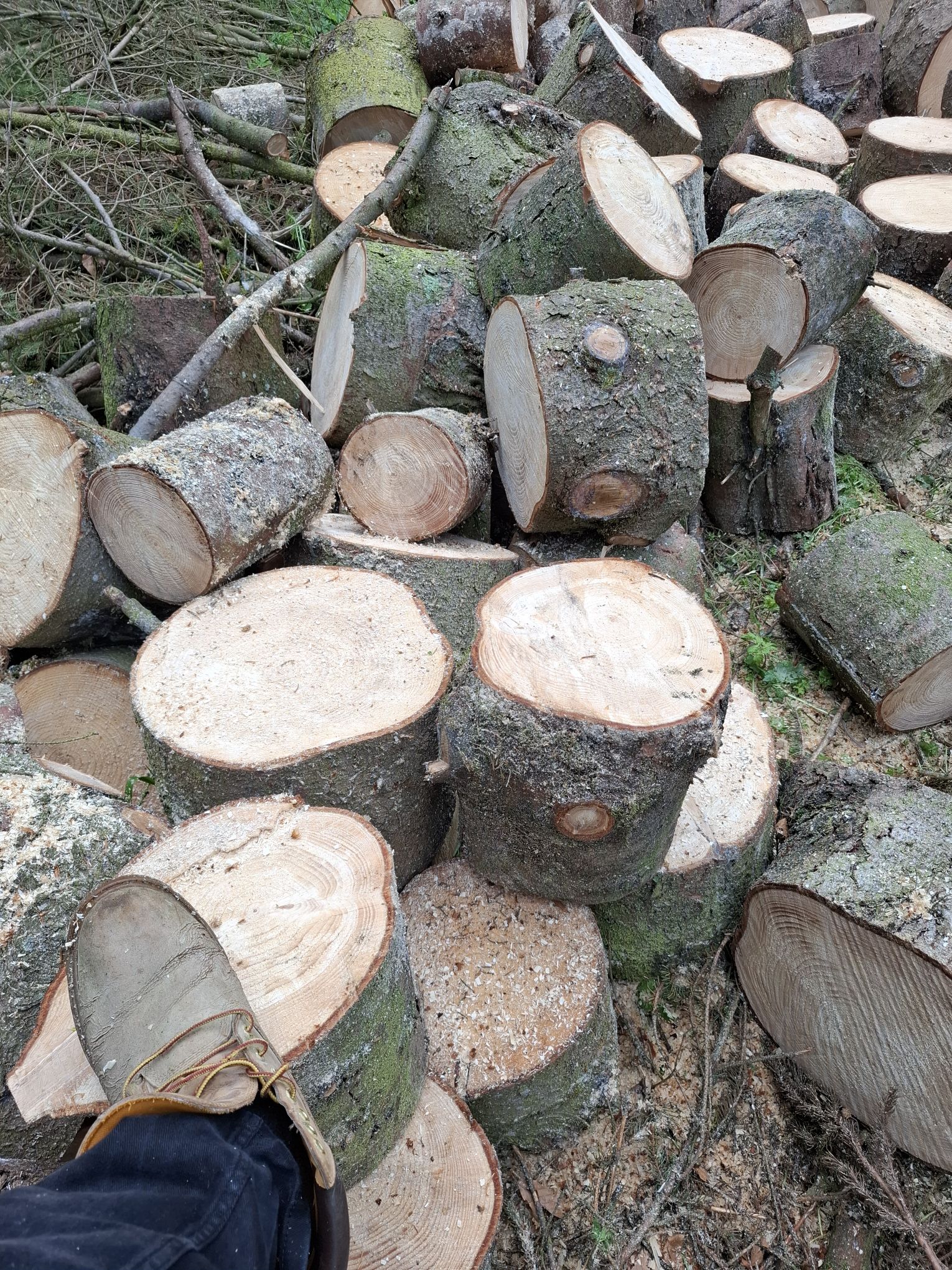 Frisches HOLZ aus der Nordeifel | Aachen 🌲🪵
