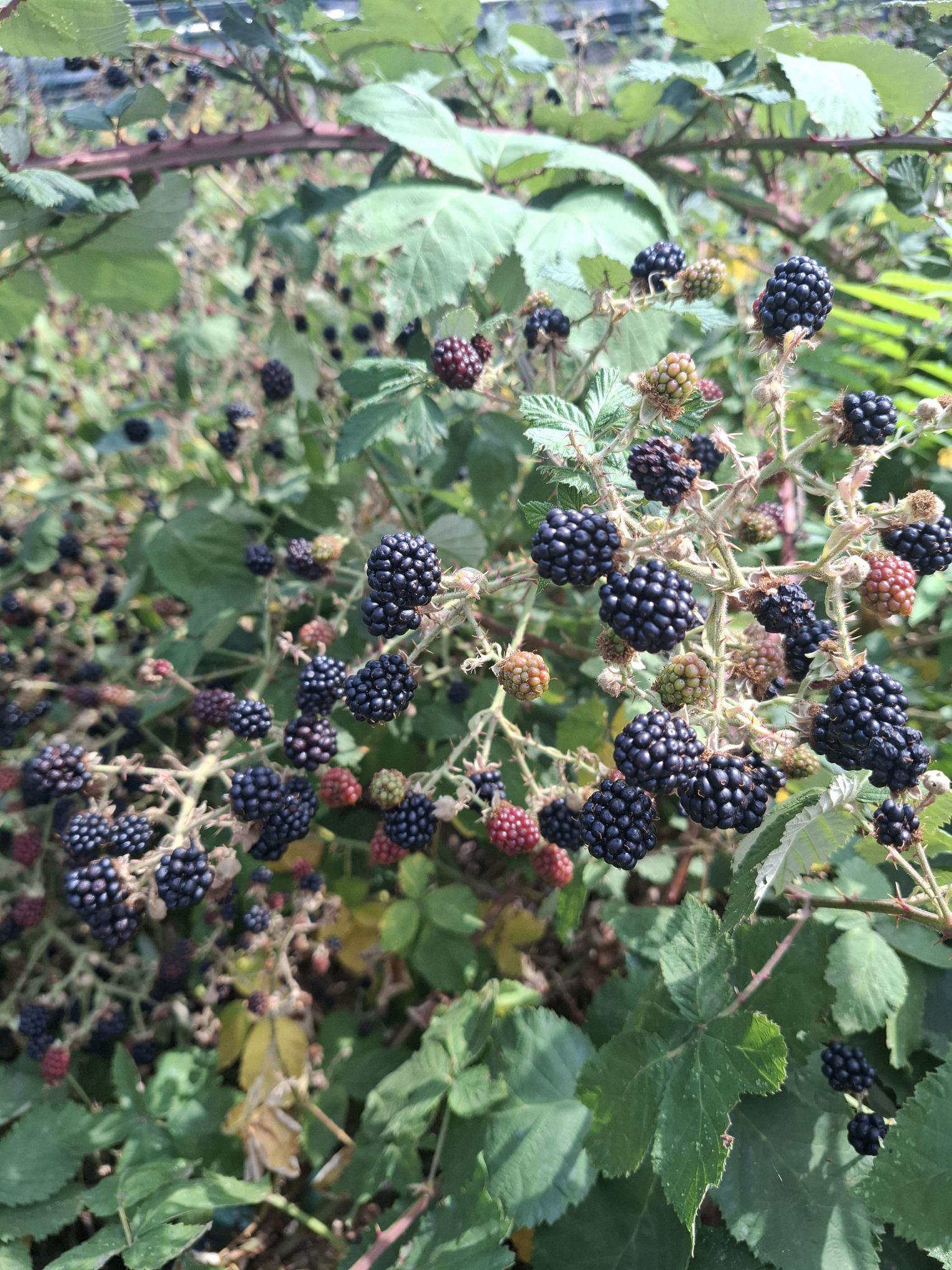 Brombeeren – leckere Früchte am Strauch zum Genießen