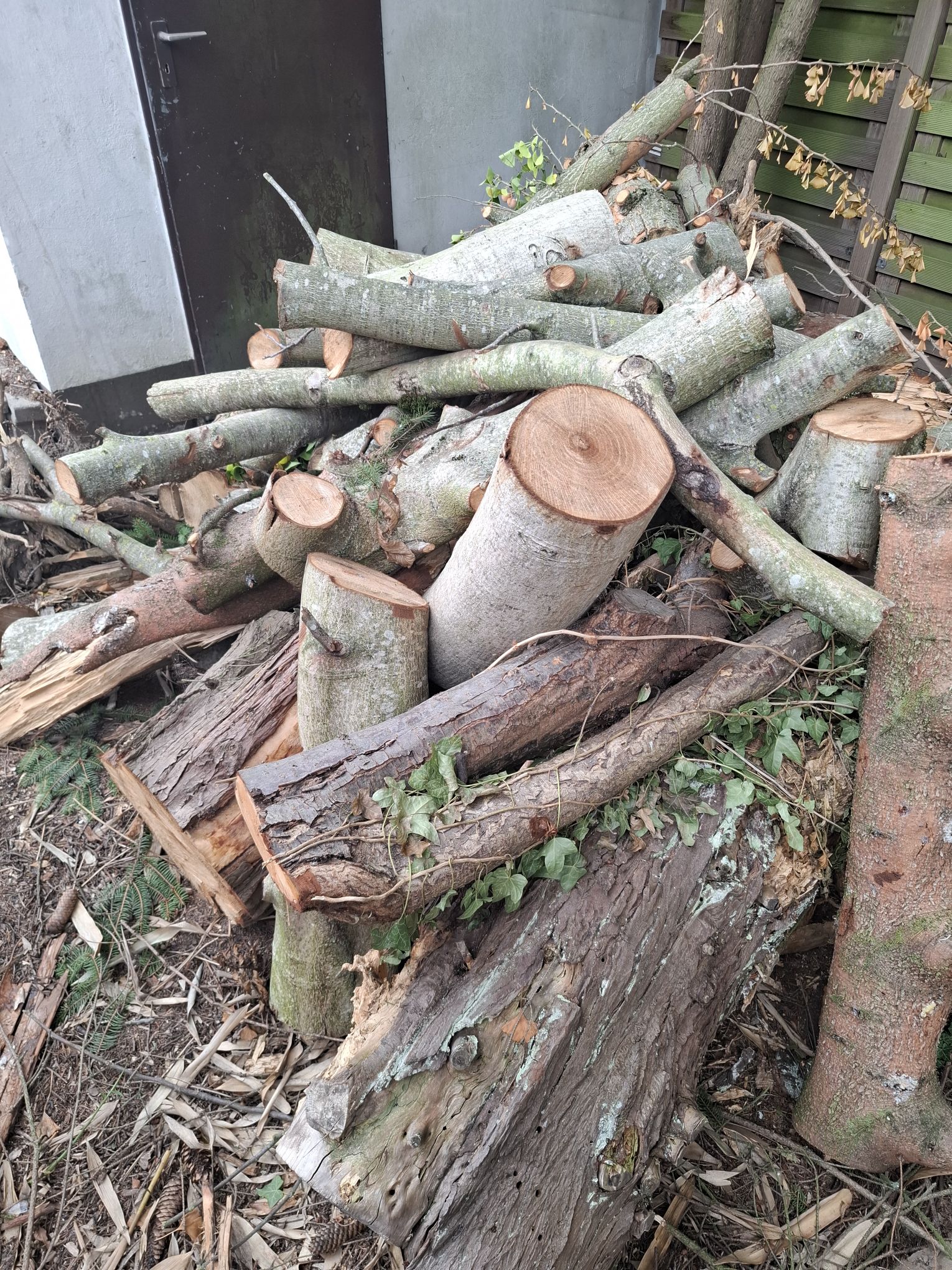 DER WINTER KOMMT ❄️🪵 | HOLZ ist gefragt & gesägt – jetzt wird für die kalte Jahreszeit vorgesorgt!